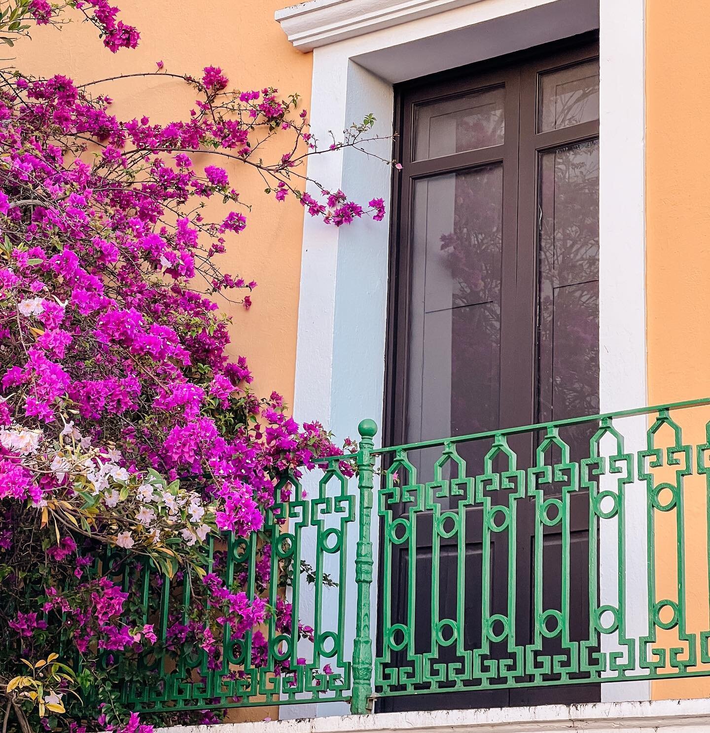 pops of color in Old San Juan #islandflowers #oldsanjuan #oldsanjuanpuertorico #flowersoftheworld #fuschiaflowers #syracusephotographer #brandingphotographer