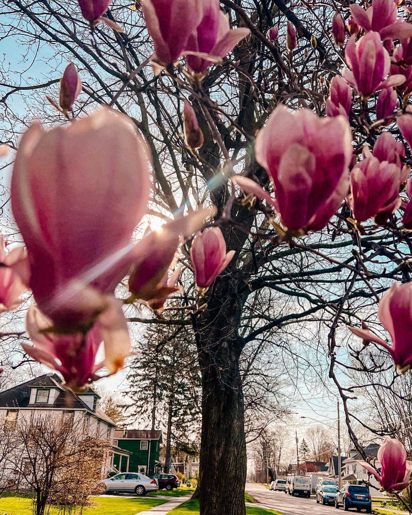all along, you&rsquo;ve been blooming. 

Happy Friday, babes!

#springhascome #magnoliatree #syr #syracuseny #syracusephotographer #syracusephotography #syracuseheadshotphotographer #brandphotographer #blossoms #bloomingflowers #springflowers🌸