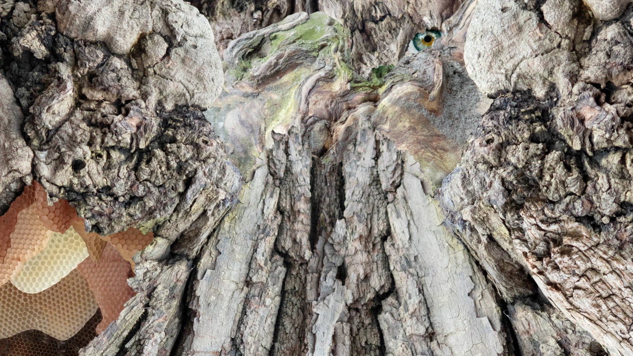 Luminocity ARTIST highlight 
Claudia Larcher is an artist, experimental filmmaker, and AI researcher based in Vienna. Treating photography as a socially entangled, politically charged practice, she extends the still image through algorithmic animatio