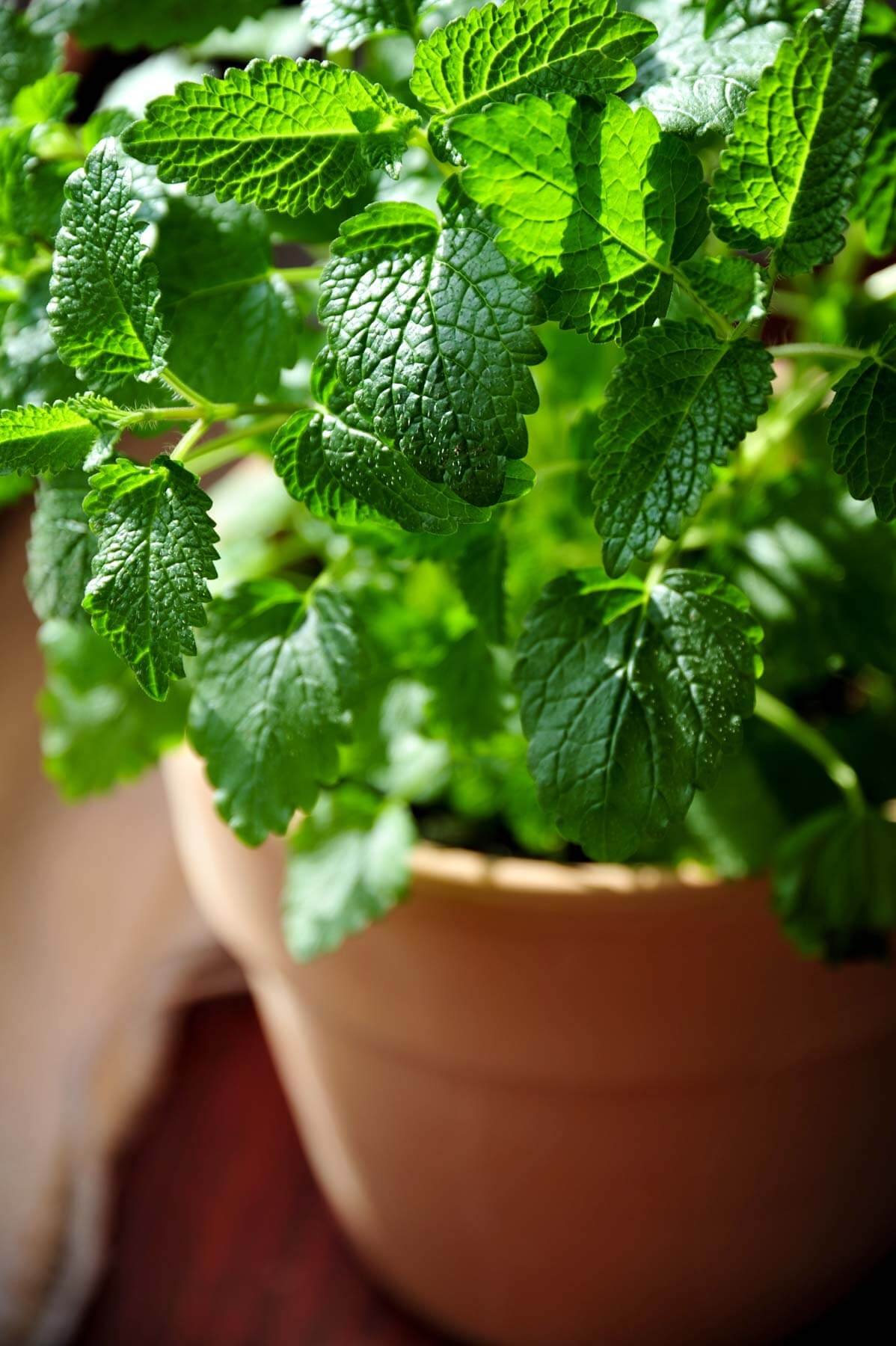 BONNIE_lemon-balm_iStock-184975706-1800px_ded081e4-7cbc-4dad-834d-8cdaeb2794fe.jpg