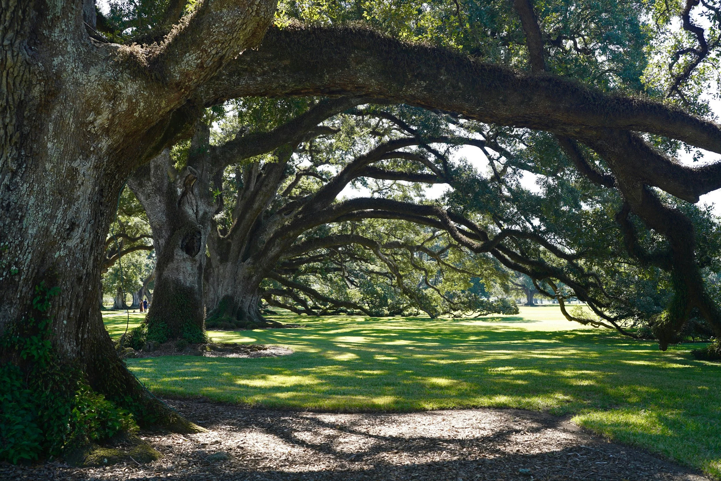 The Rooted Self: Cultivating Well-being Through Herbal Wisdom