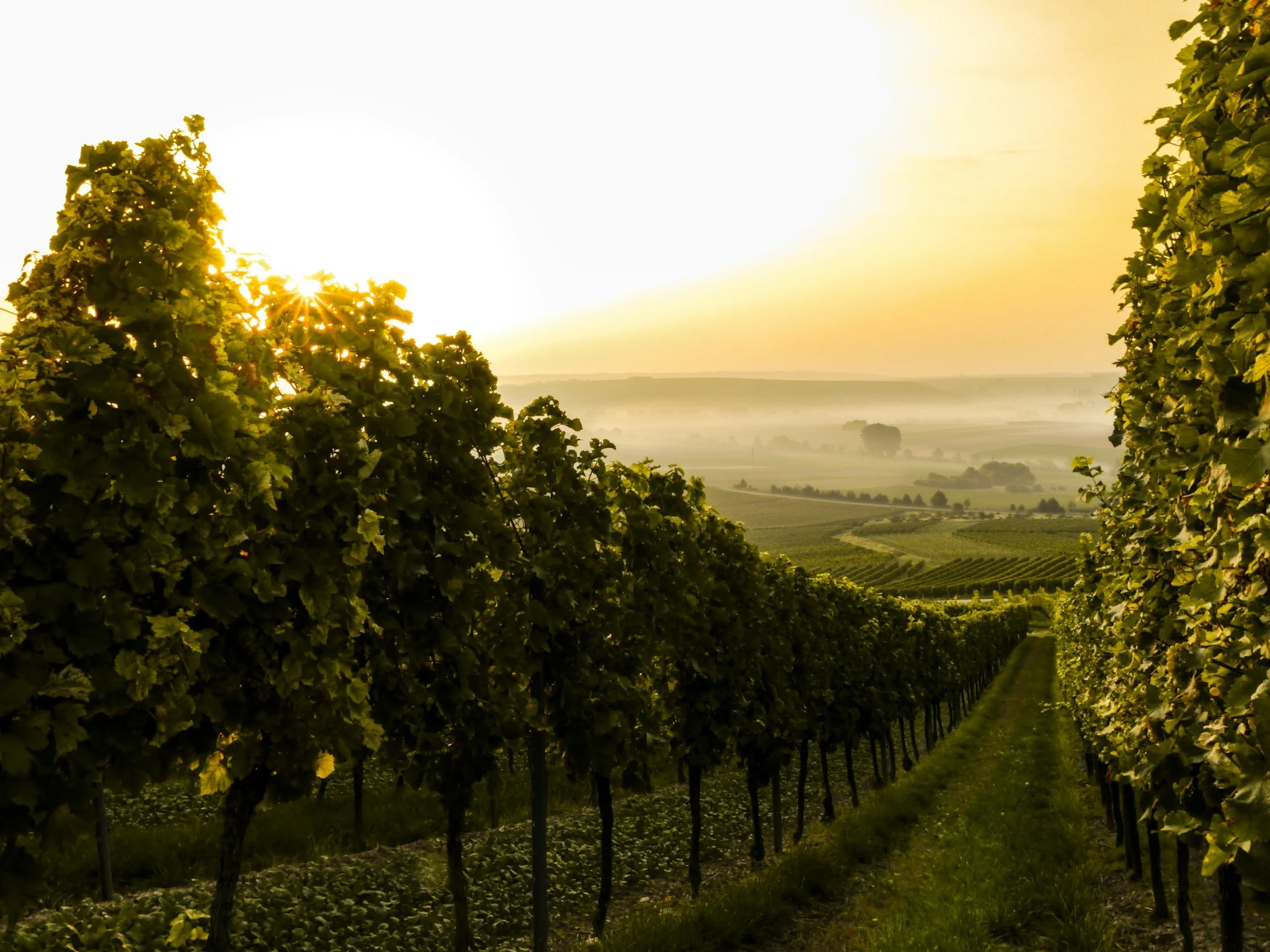 Vineyard rows at sunrise with sun shining over green grapevines and rolling hills in the distance.