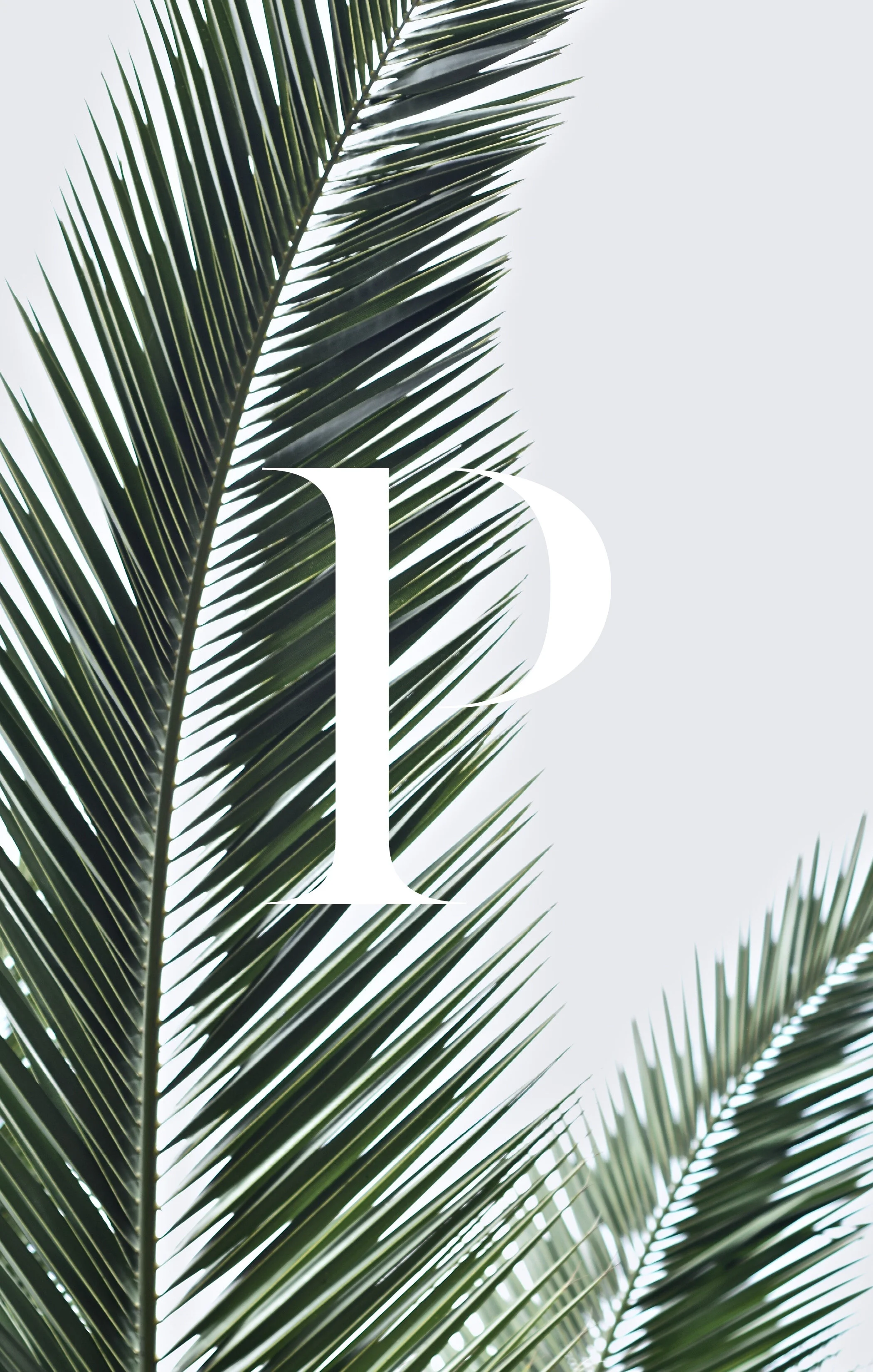 P.jpg
