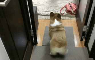 Me doing my excited dance.  Credit: imgur.com/gallery/GvFvyd5 by Nitad