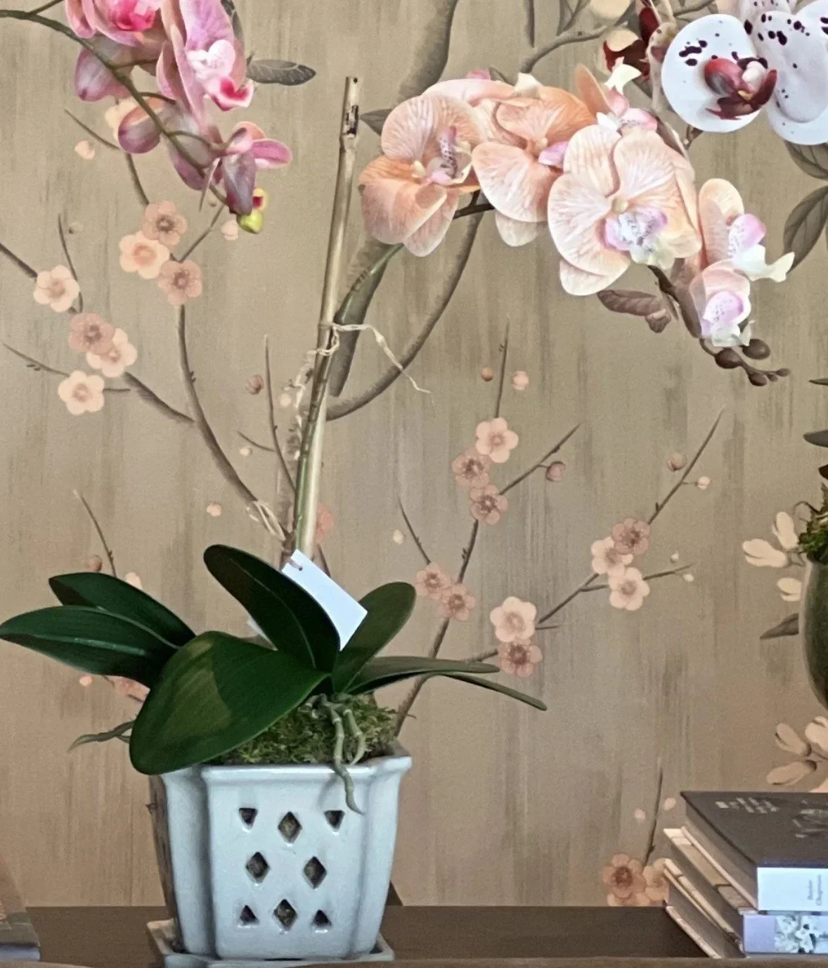 orchid5.jpg