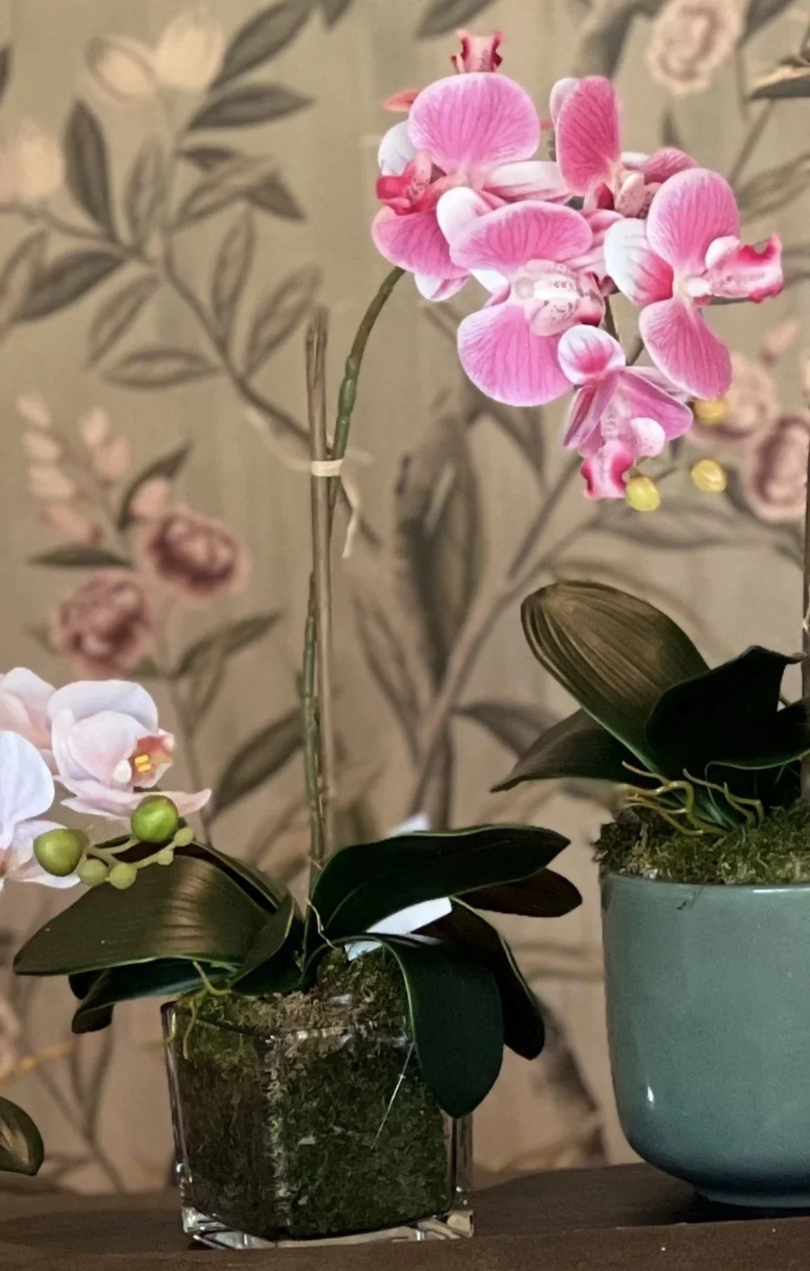 orchid+4.jpg