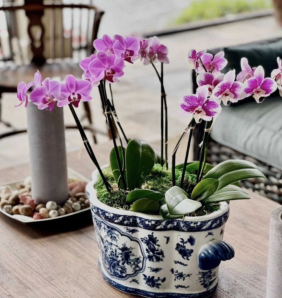 Orchid 1.jpeg