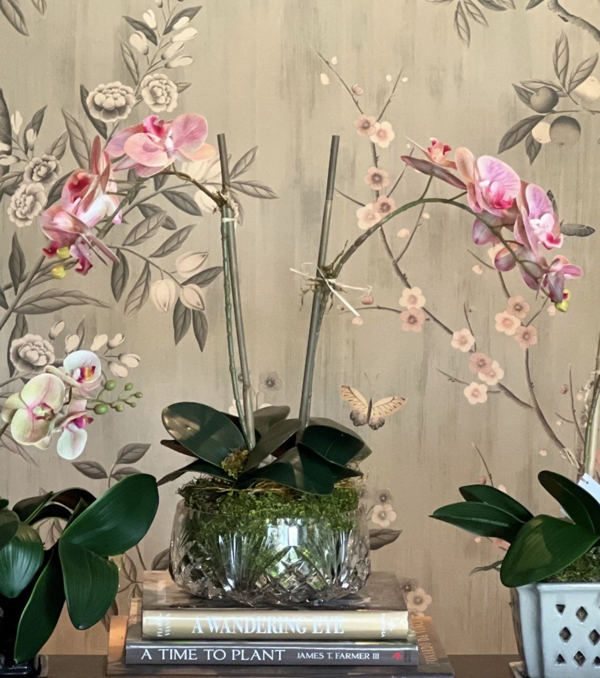 orchid 10 also.jpeg