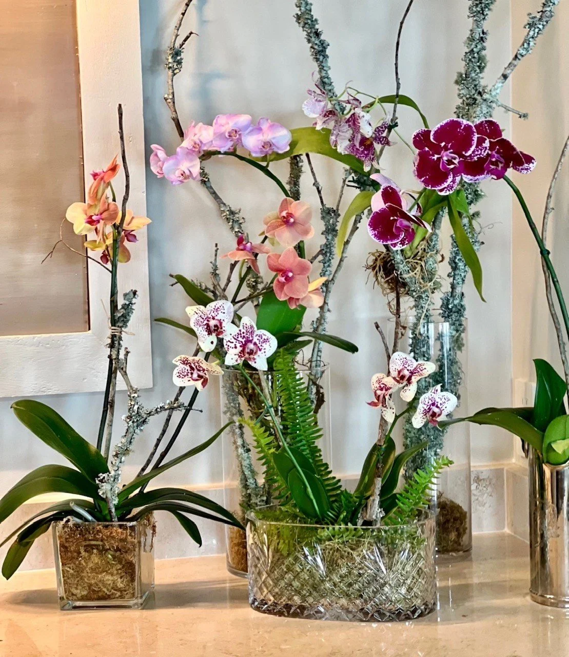 lives orchids on branches 2.jpeg