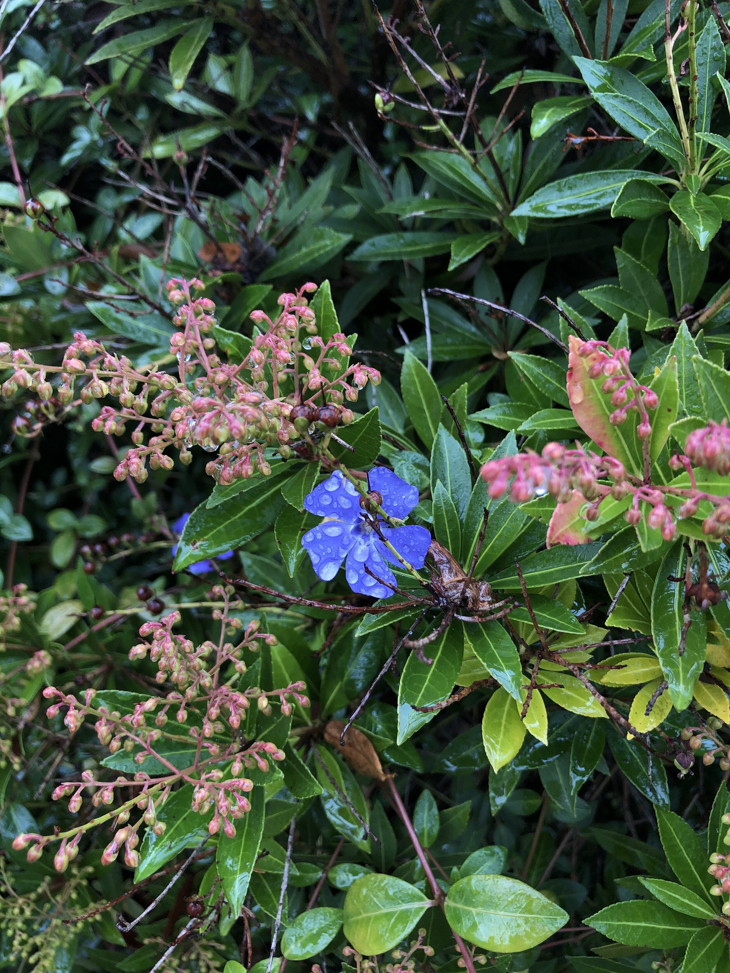 flowers