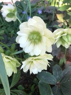 The Hospice Comfort Kit: What It Is, Why It Matters, and How It Helps