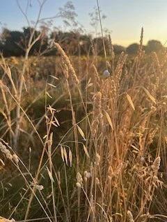 How to Talk to a Parent or Spouse About Hospice (When You’re Afraid to Say the Words)