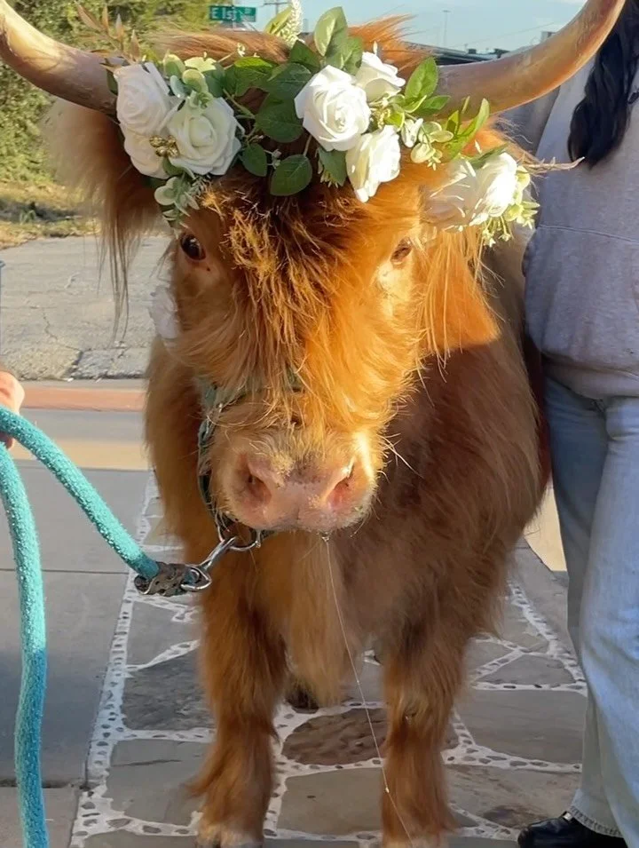 You don&rsquo;t have to leave your furry friends at home on your special day! Artpsace111 welcomes pets of all shapes and sizes 🩷🐶
&bull; 
&bull; 
Venue: @artspace111 
📸 
@twopairphoto 
@heather.photo 
@kccloudevents 
@elizabethanne.photography 
@