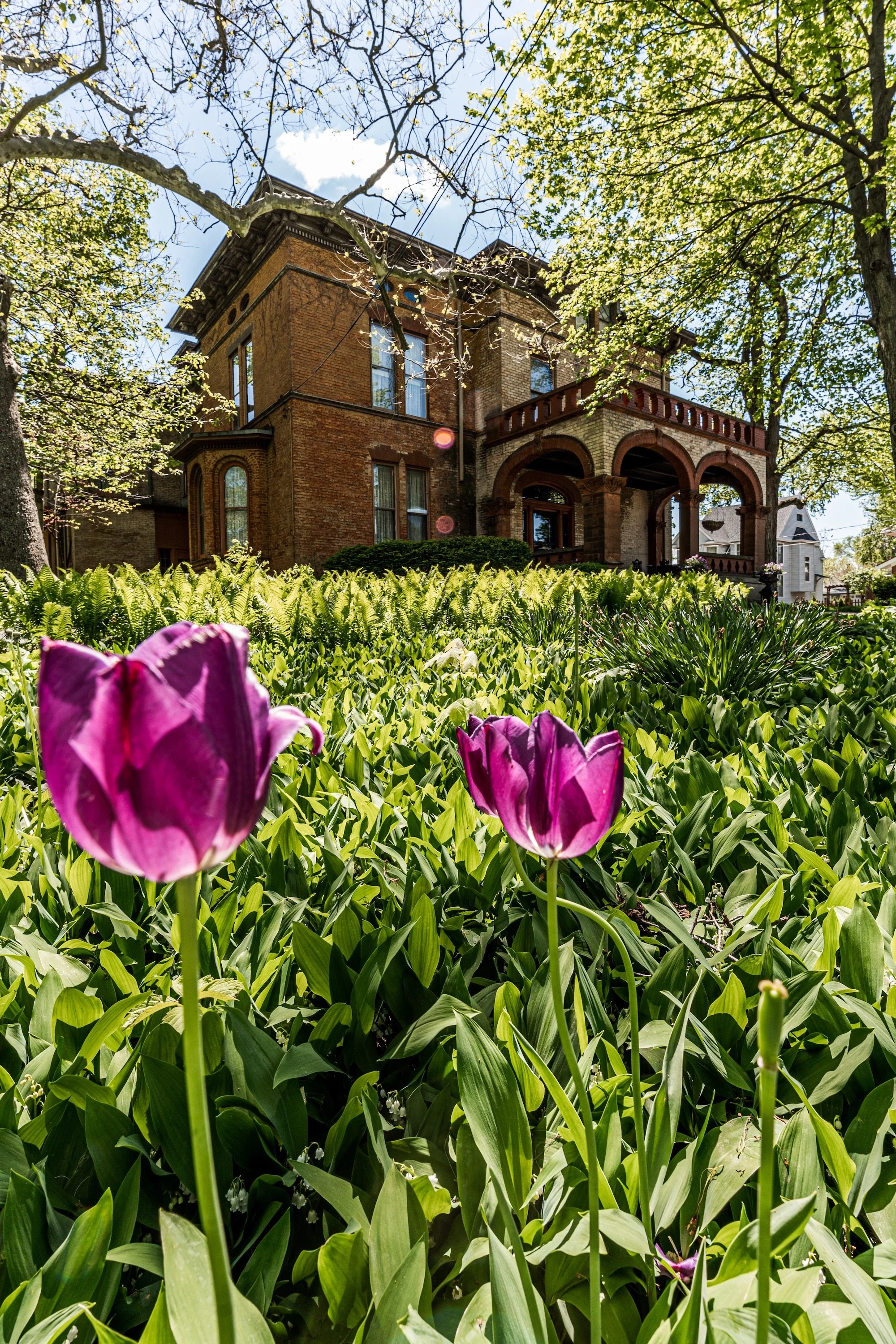 Purple tulips in a garden in front of the large, bed and breakfast named Vrooman Mansion, with arched porch and multiple windows, surrounded by green trees and under a partly cloudy sky.