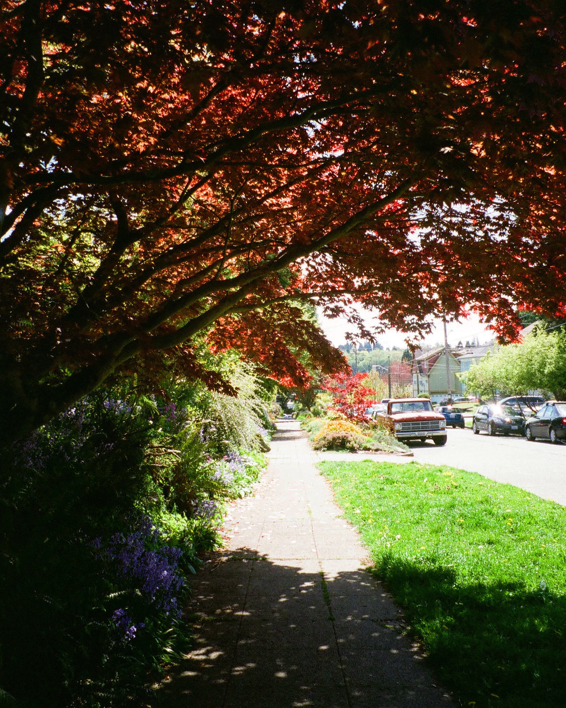 Sunset Hill, June 2020