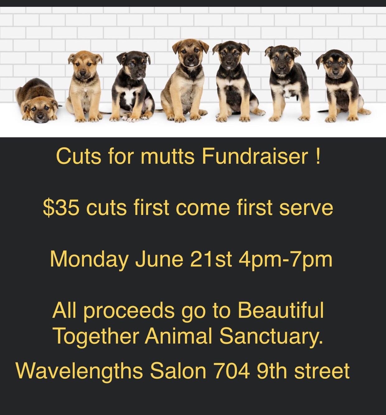 Cuts For Mutts!
#dogs#haircuts#durm#ninthstreet#duke#unc#bestofthebull#bullcity#adoptdontshop#fosterdogs#puppies#pets#photographybyTamaraLackey