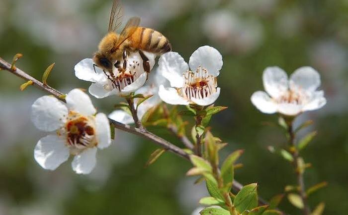 3bee Premium Manuka Honey