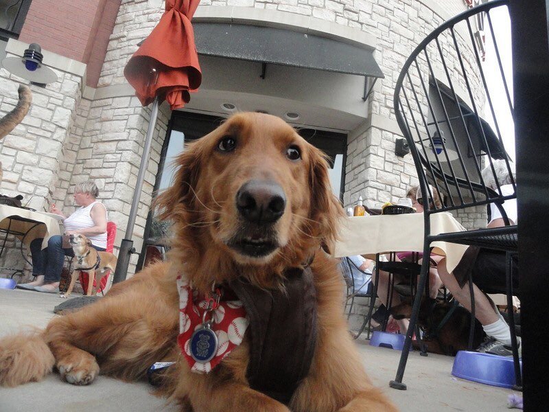 It&rsquo;s going to be a beautiful day, bring your furry friend and join us for dinner on the patio starting at 5:00PM 🐶💕