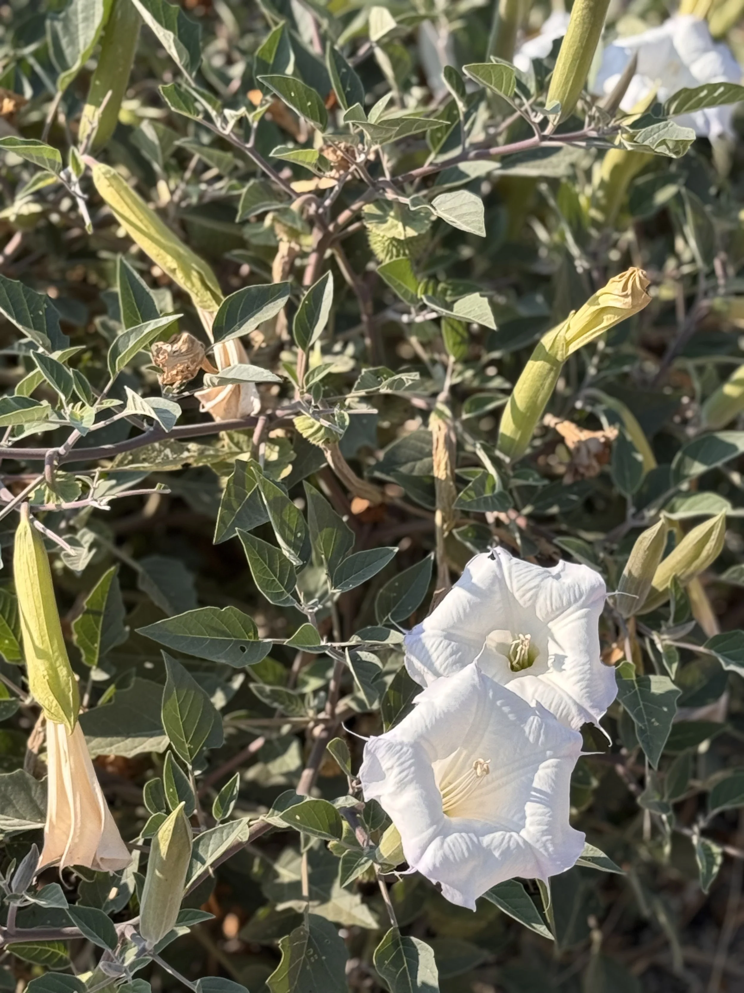 IMG_1961.jpeg