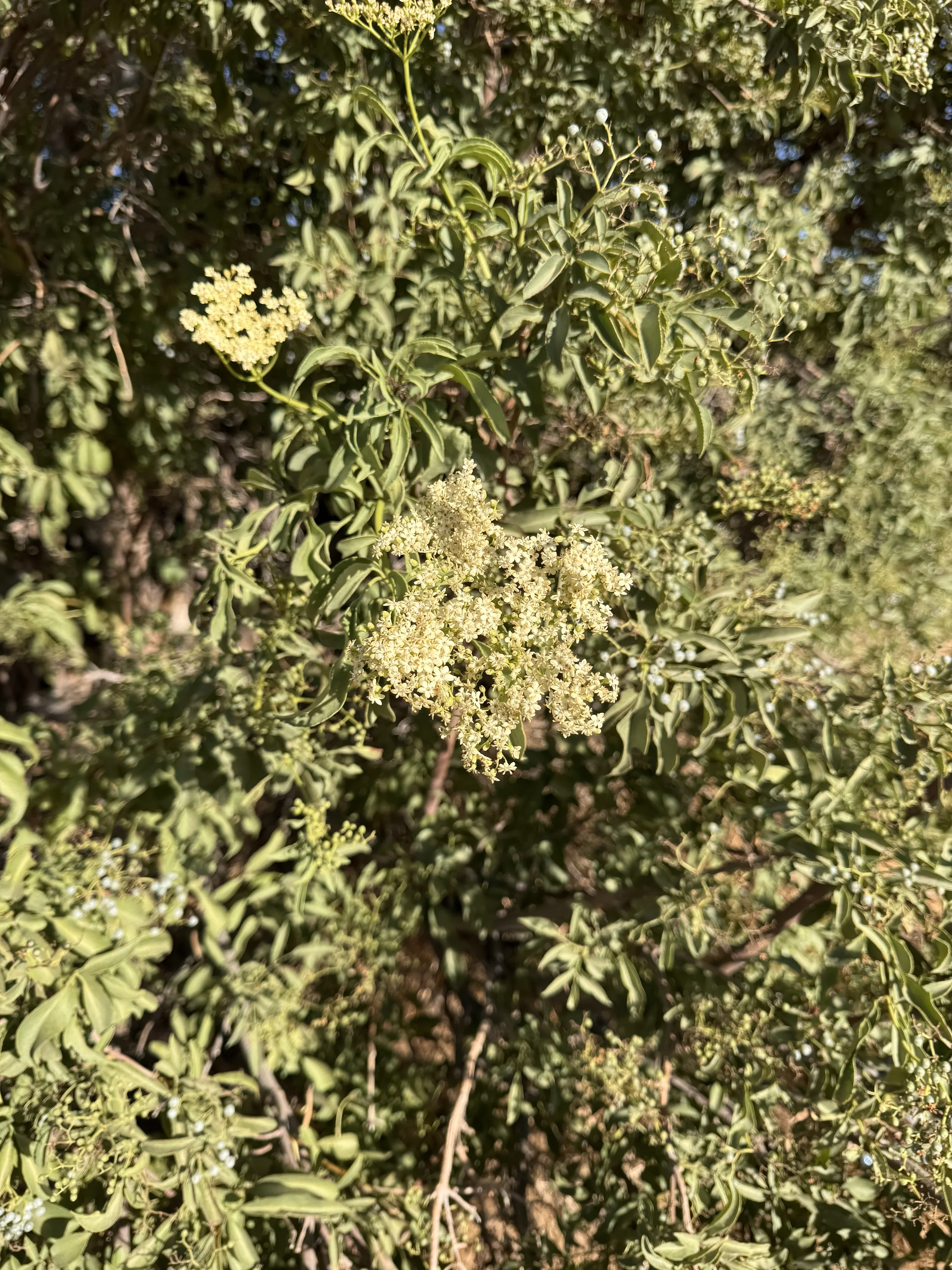 Elderberry Trees.