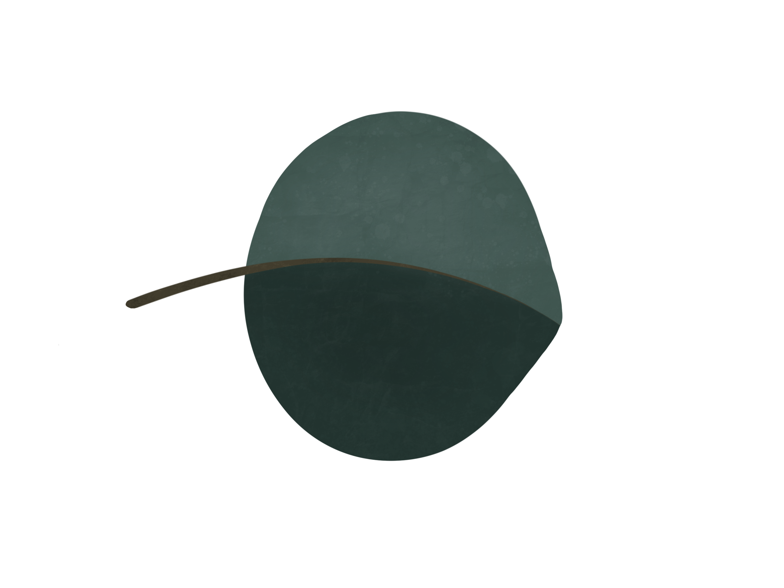 K1051-Eucalyptus_leaf.png