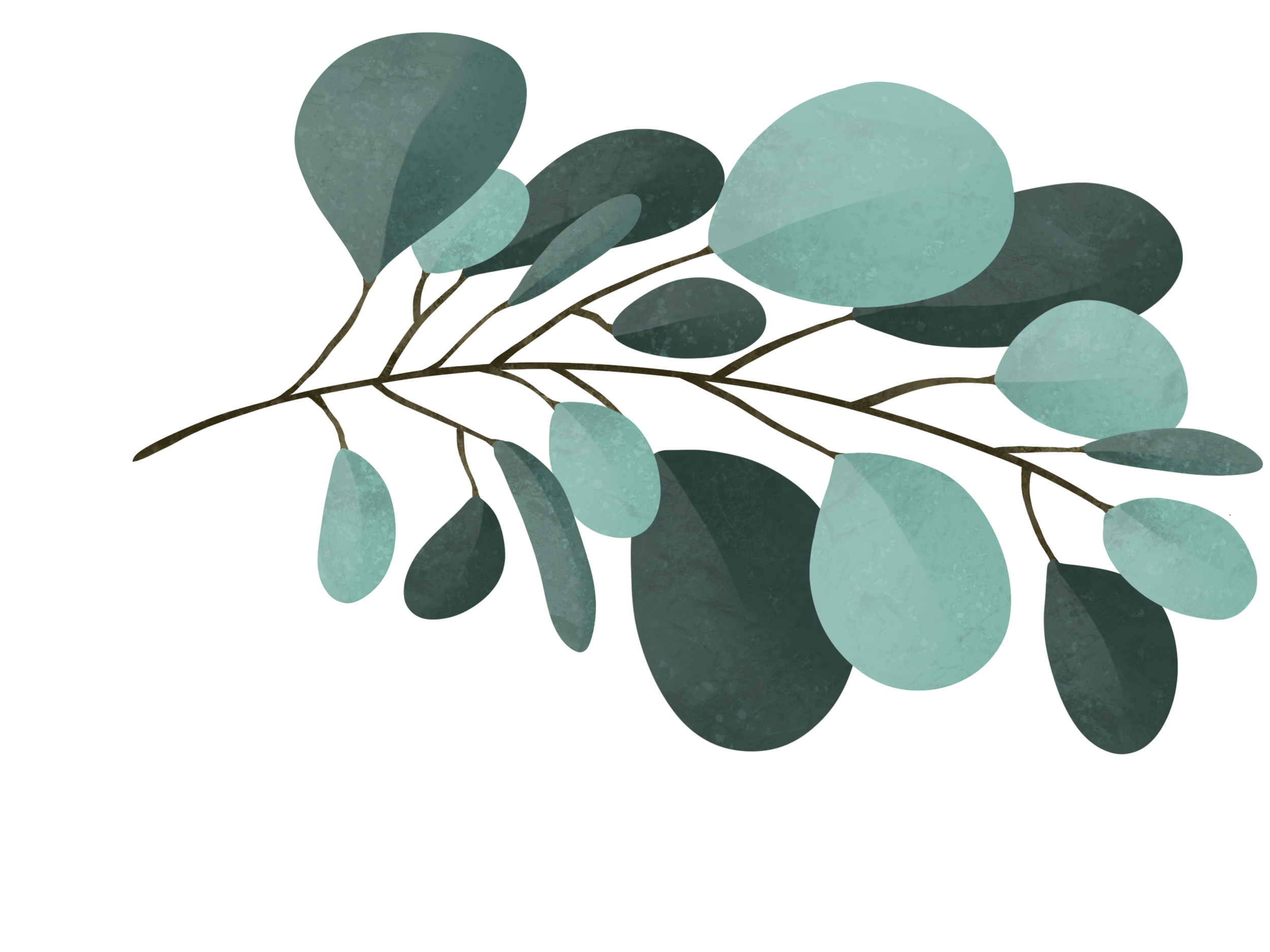 K1051-Eucalyptus_branch.png