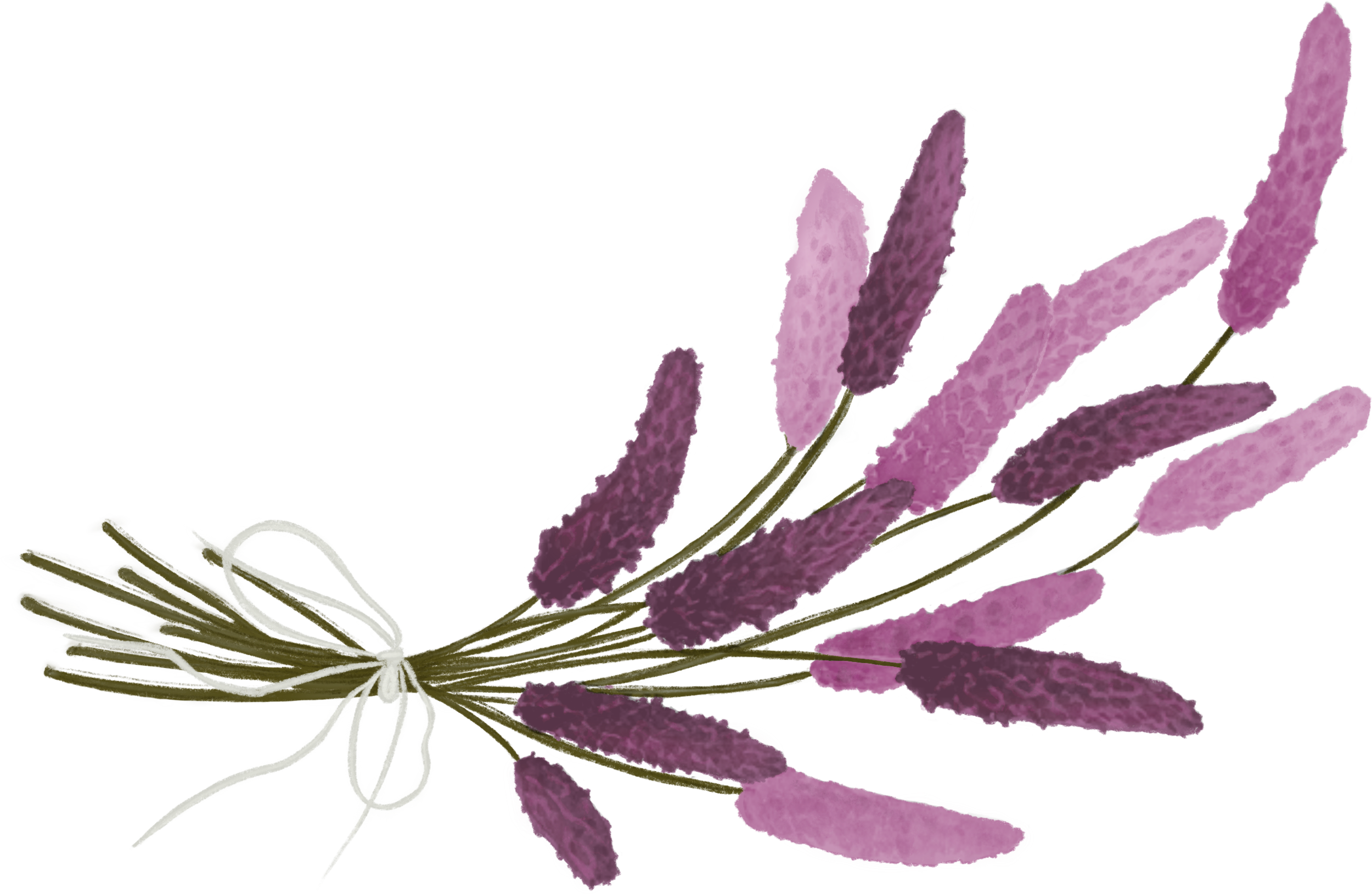 K1051-LavenderBunch.png