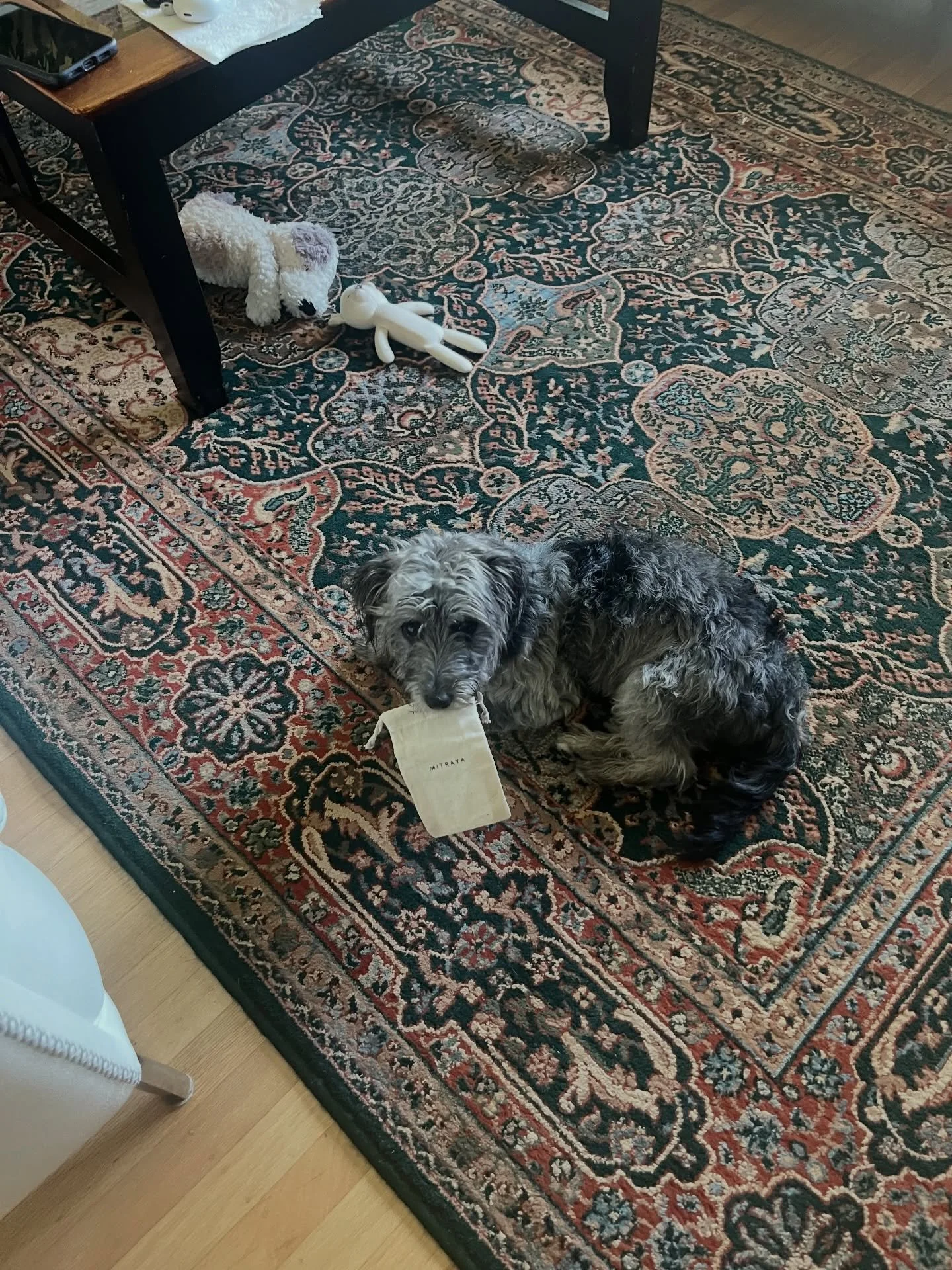 Even baby Lou wants a pair of Mitrayas for Xmas 😂🤍🎁🐶