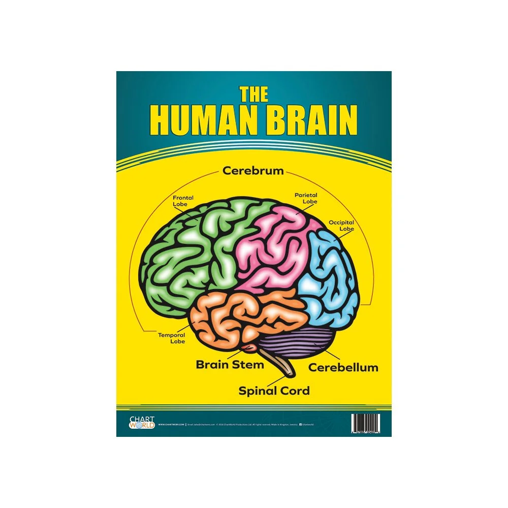 The Human Brain