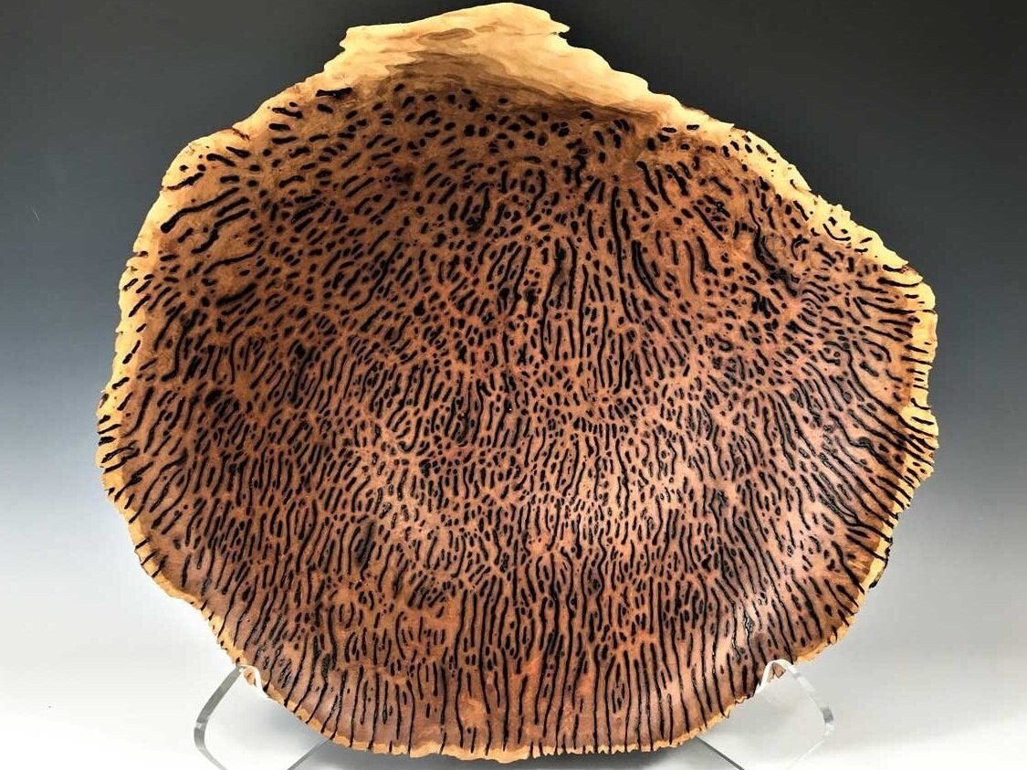 Yorrel Eucalyptus Burl