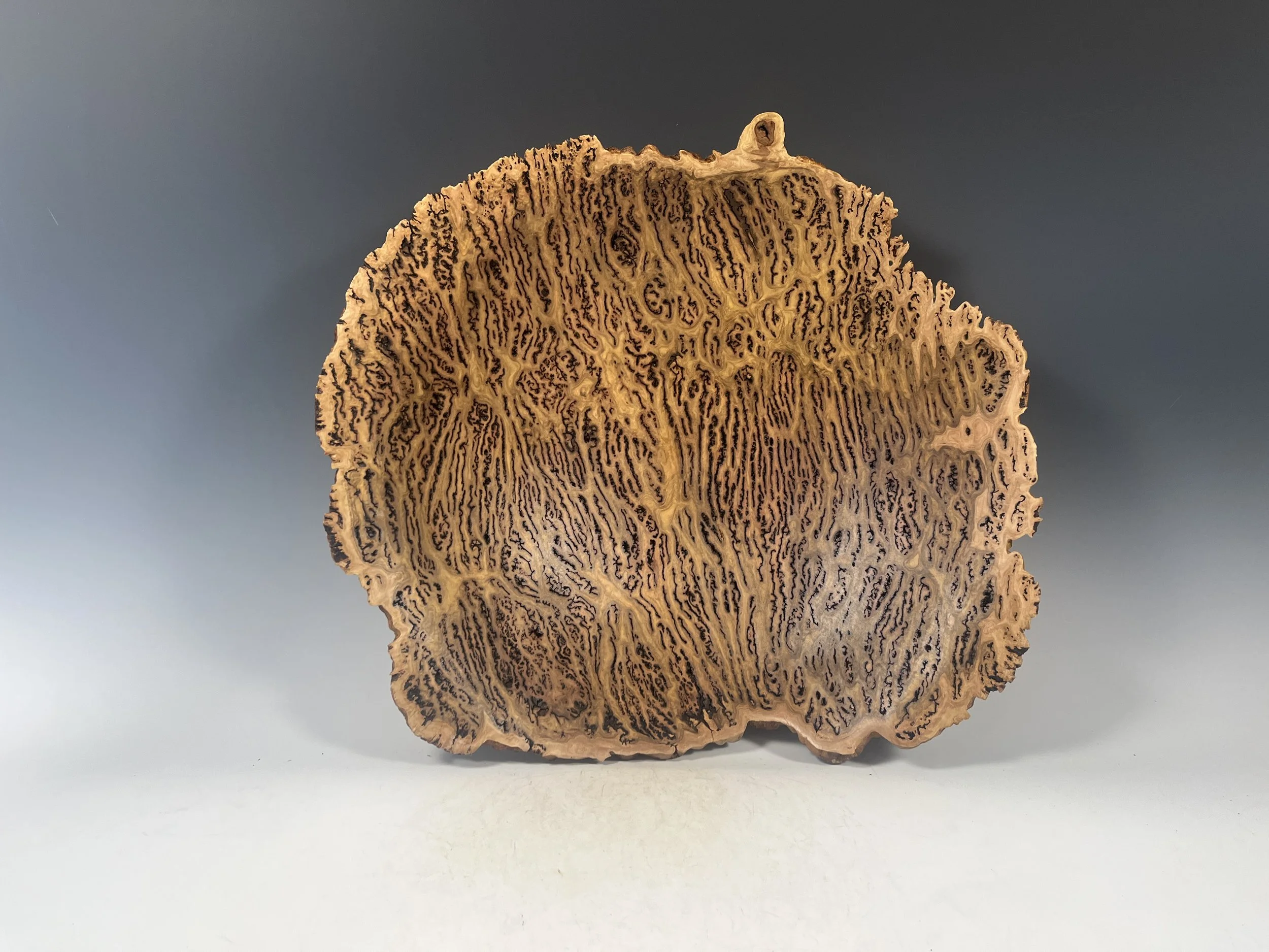 Eucalyptus Wood Burls By Woodworking Artist Steve Noggle — Steve Noggle