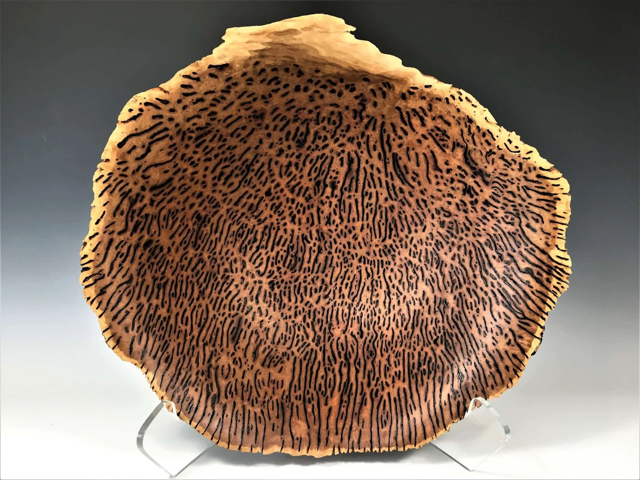 Yorrel Eucalyptus Burl
