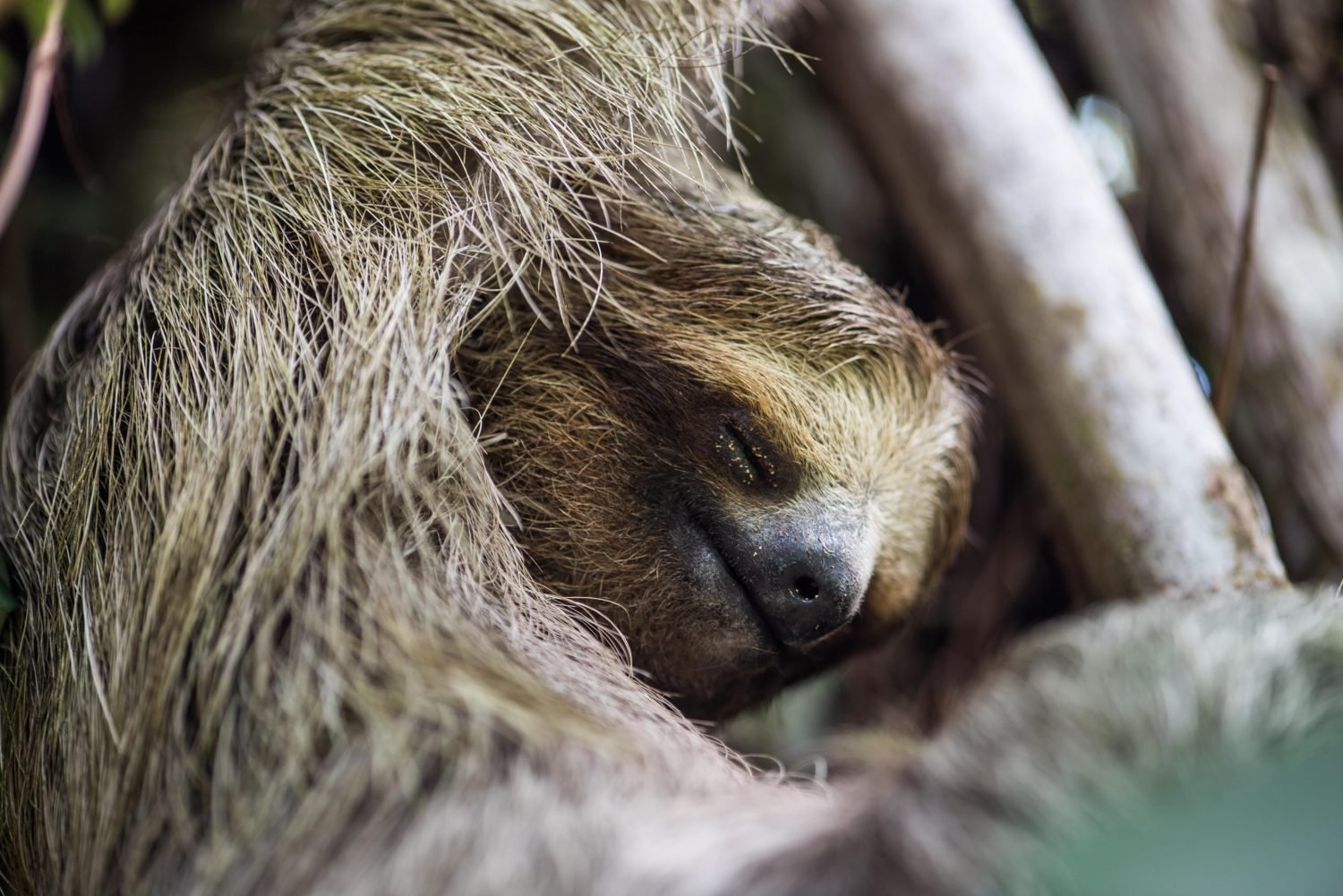 Sloth, Tortuguero, Viaventure Costa Rica5.jpg