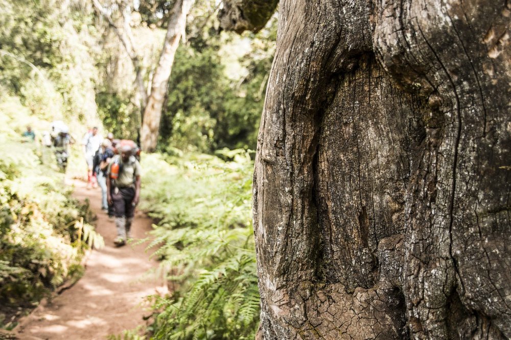 Climbing Kilimanjaro with Adventure International3.jpg
