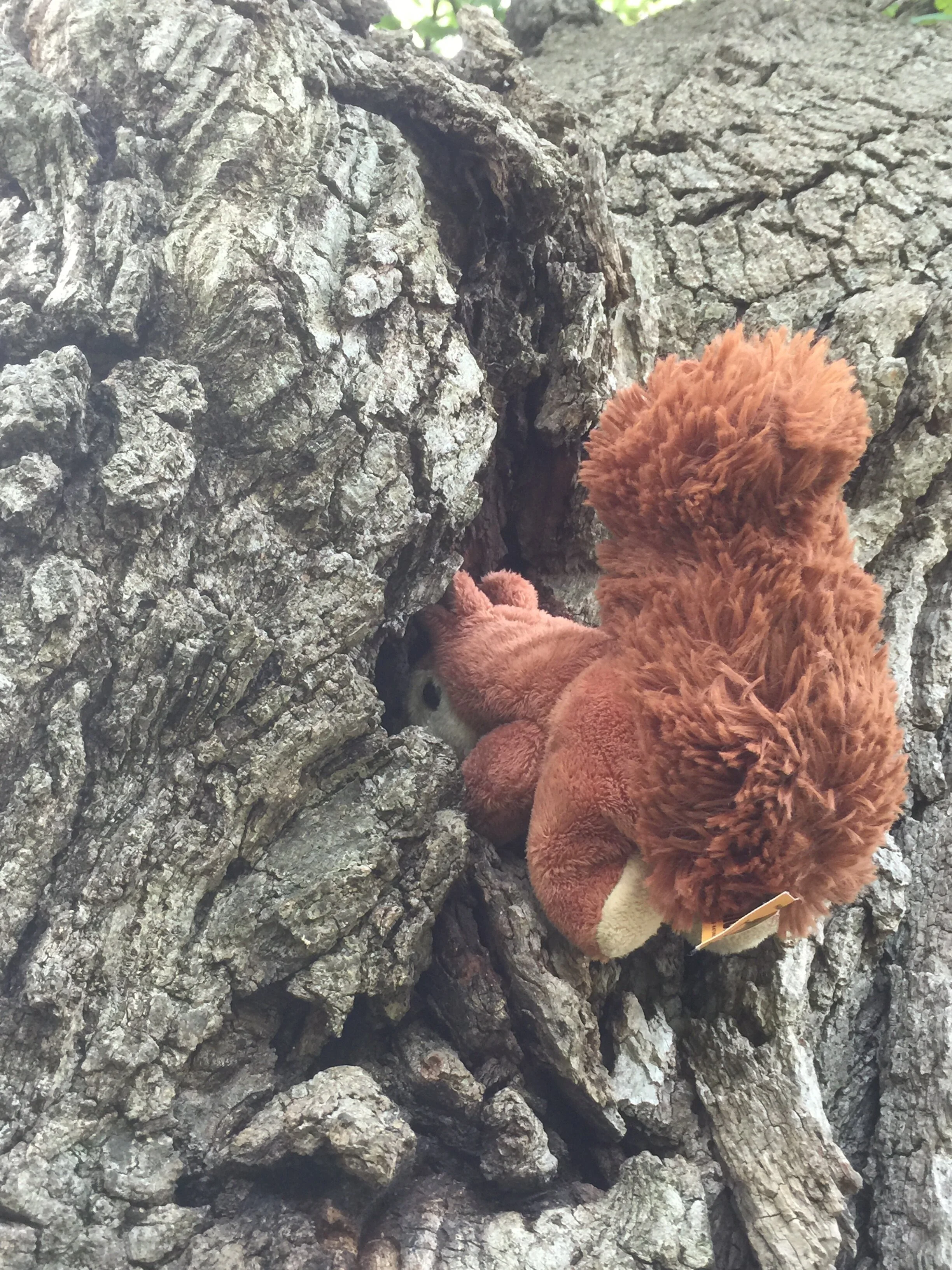 Scottie Shops for a Winter Home