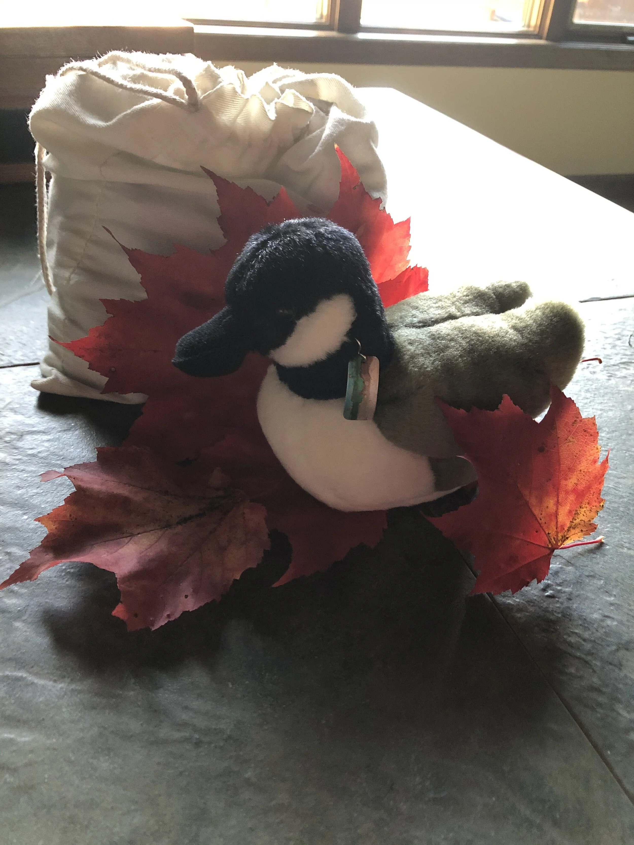 All About Amelia Airheart