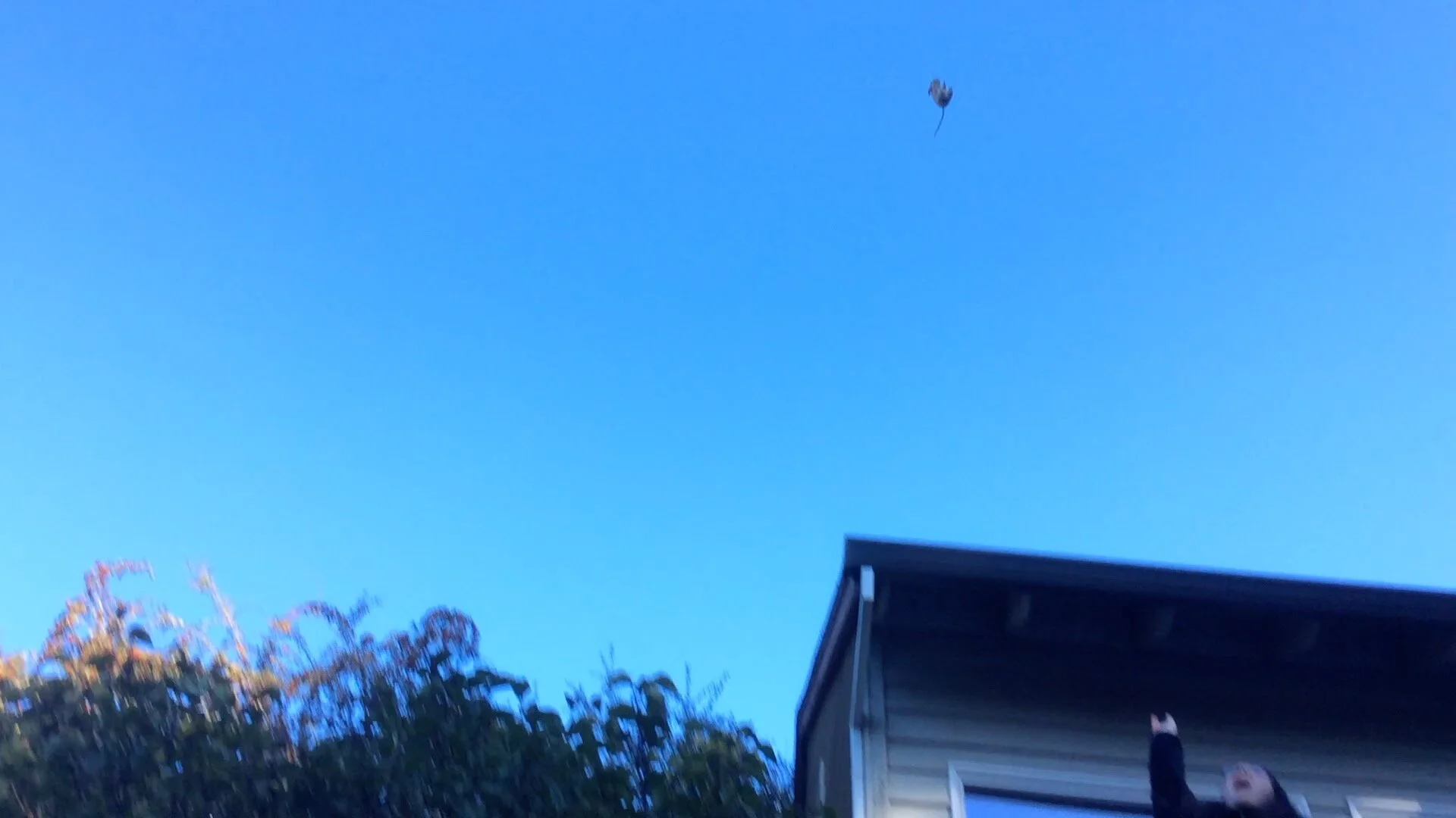 Stuffie Flinging is My Favorite Event Ever!  Also, Some Awesome Diving