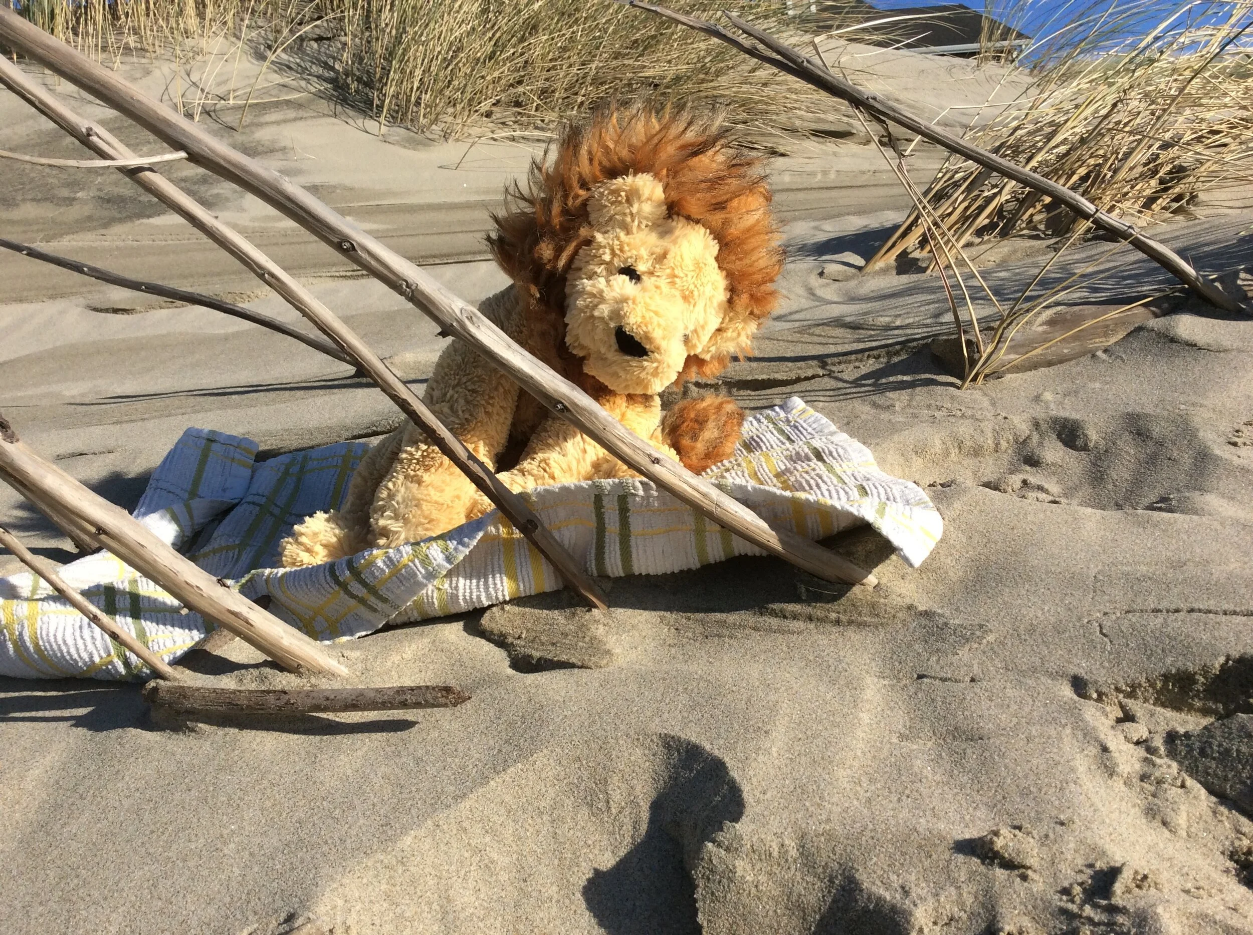 RoaRRRy's Epic Day at the Beach