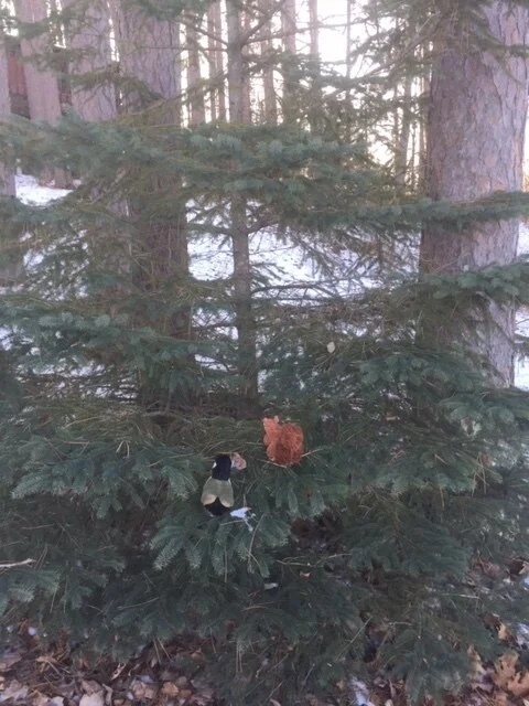 Amelia's Return Hits a Snag