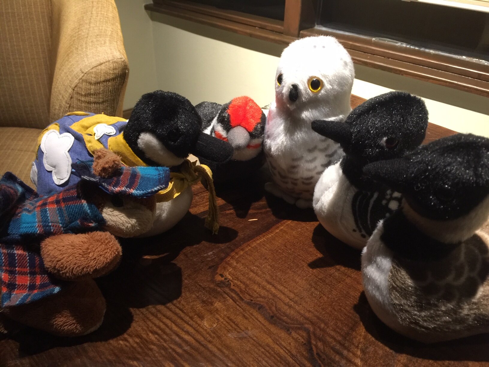 Amelia Airheart Needs Some Input on Her Airline