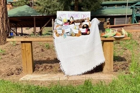 Stuffies Find Too Many Treasures 