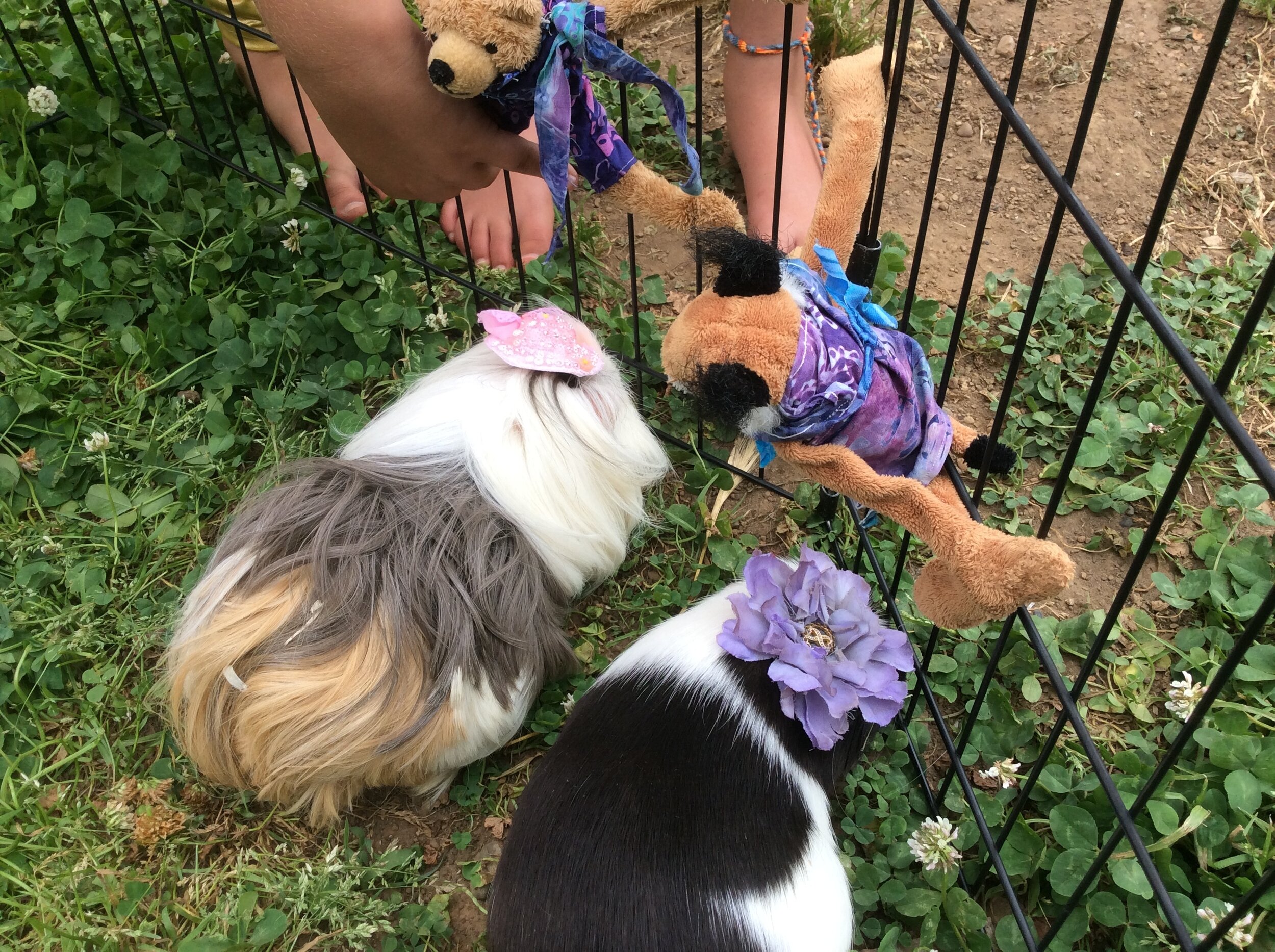 Furry Friends Fashion Show Has a Real Flair