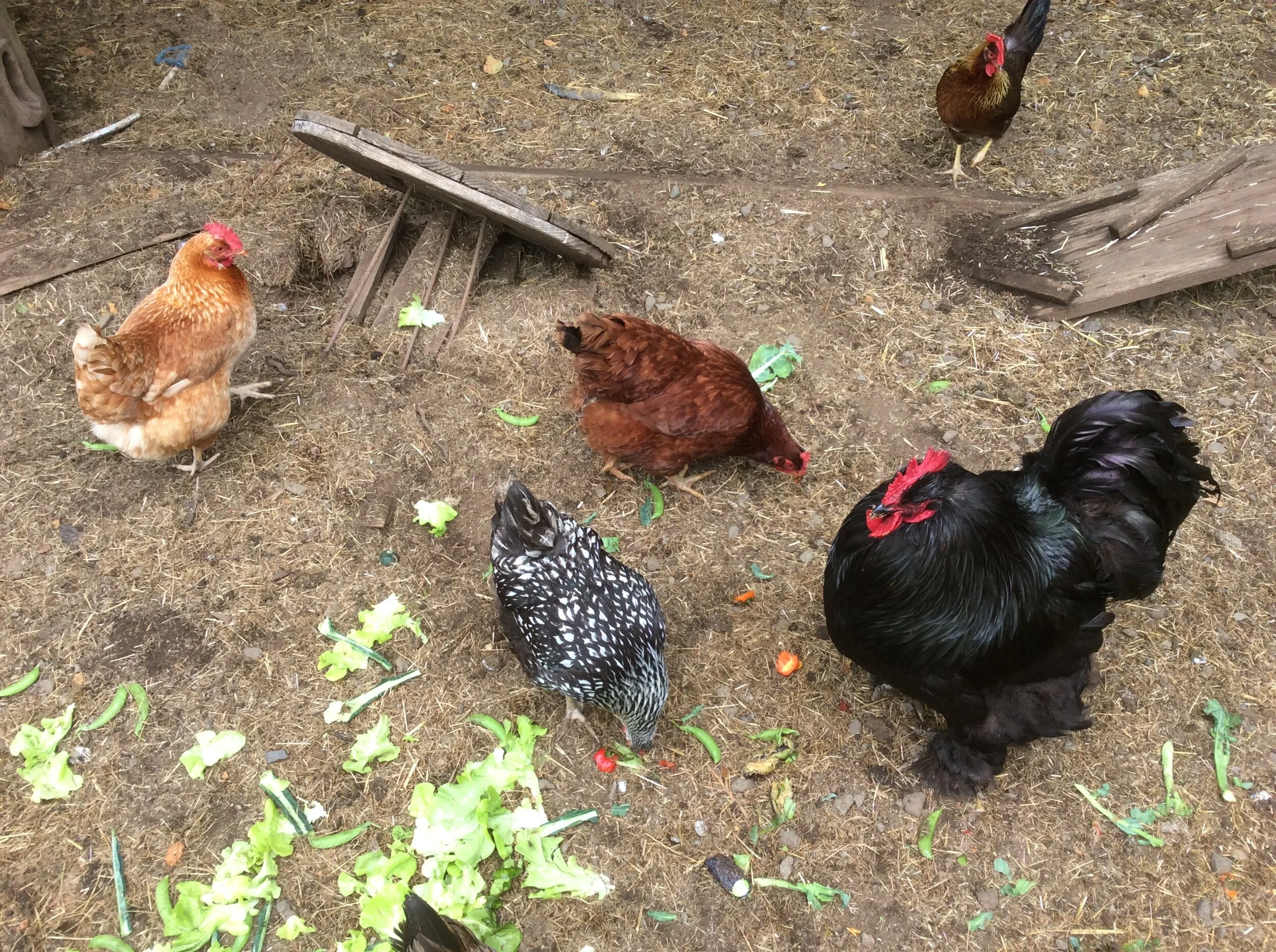 Yeti + Unusual Chickens??!  Watch Out, World!