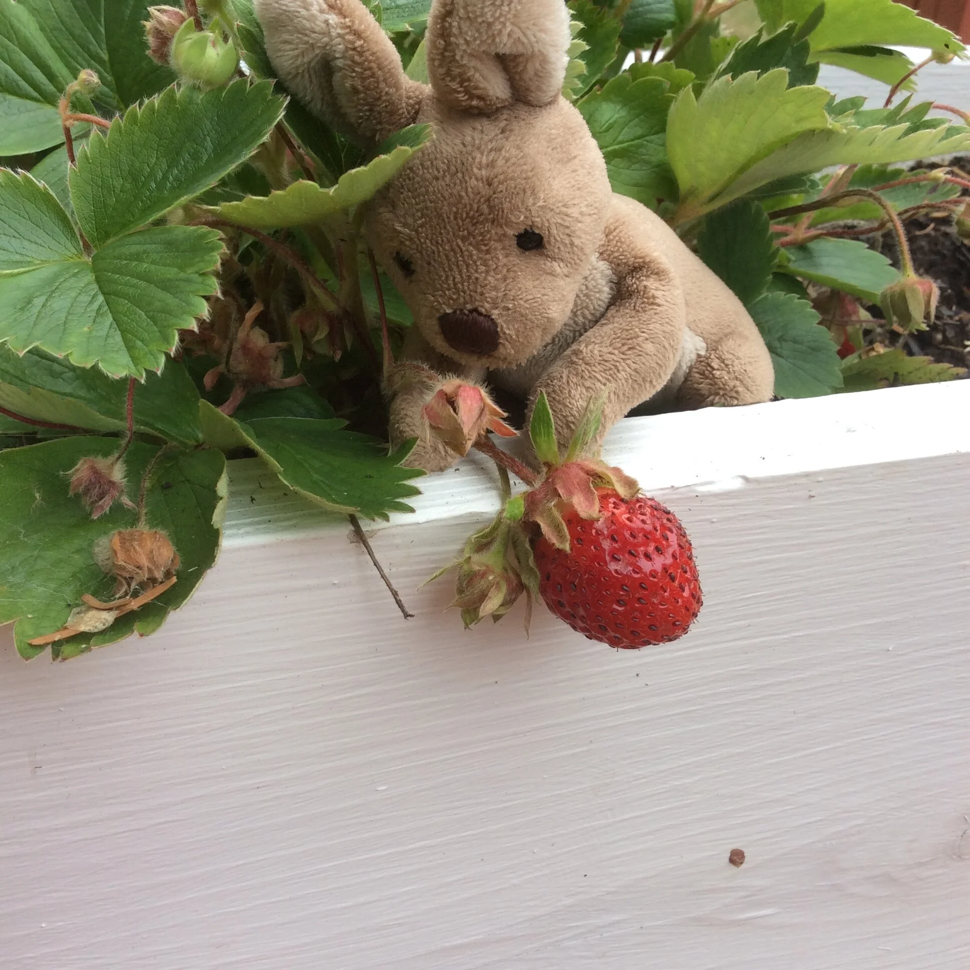 Musings in a Back Garden on a Summer's Day