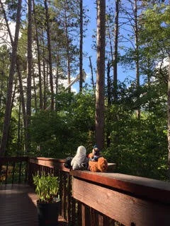 A Whole New Backyard