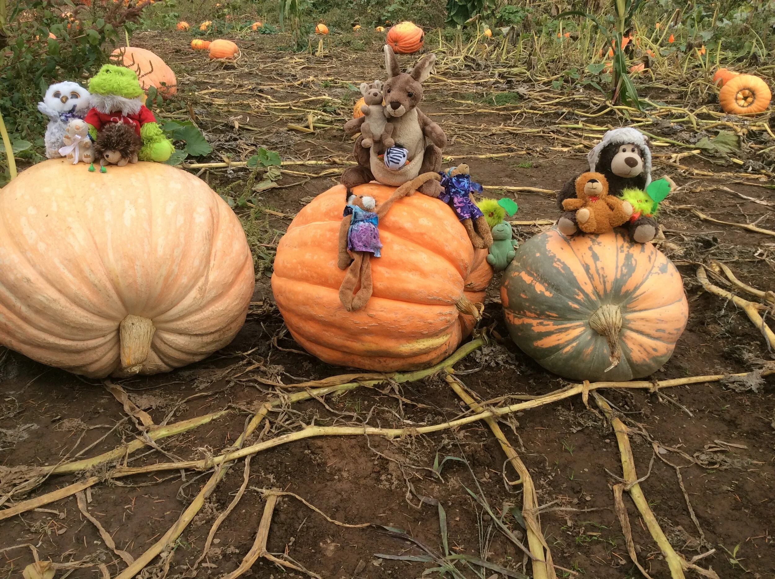 Picking the Perfect Pumpkins
