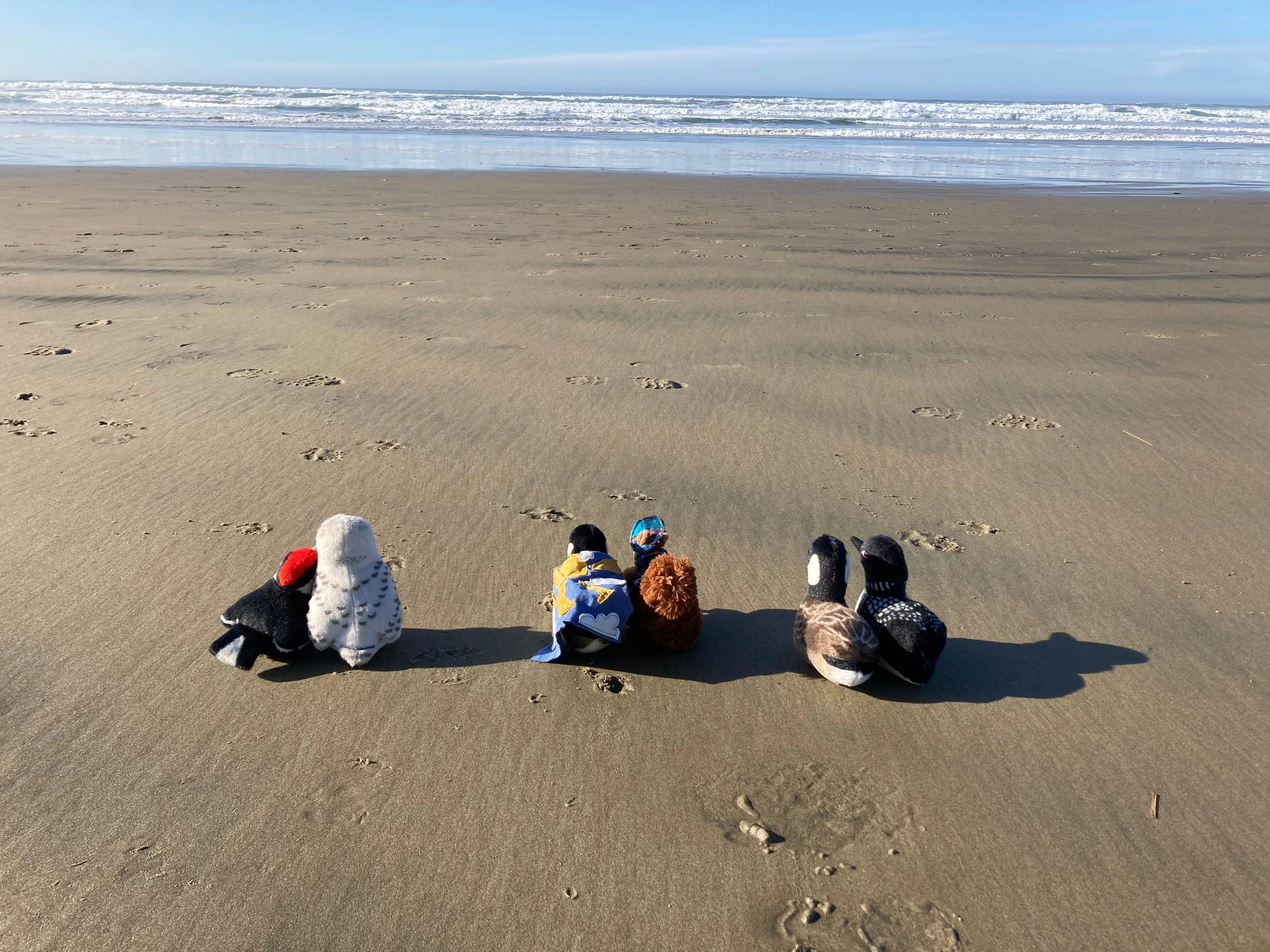 Scottie and Friends Play in the Sand