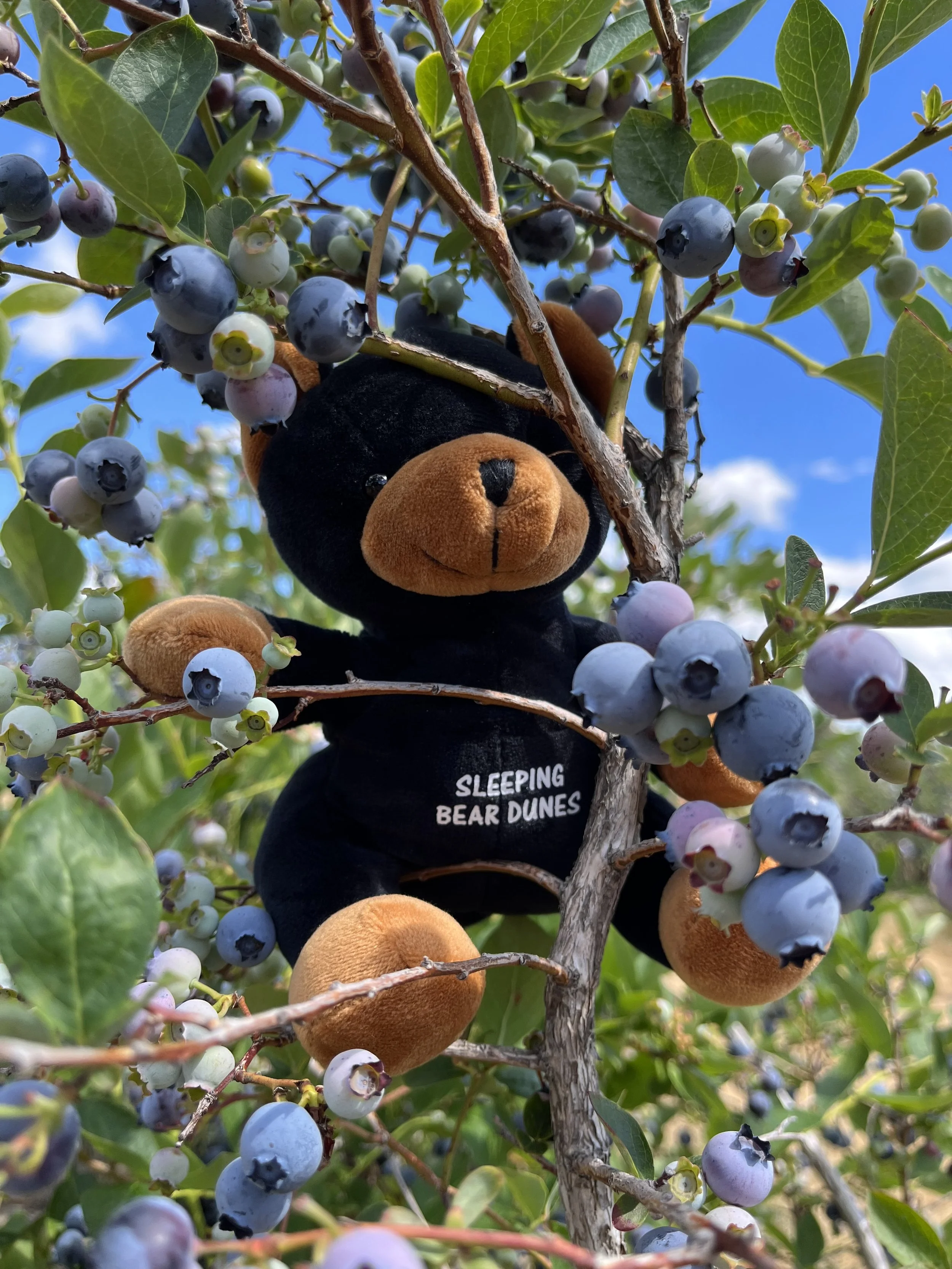 Introducing.... Pandy!