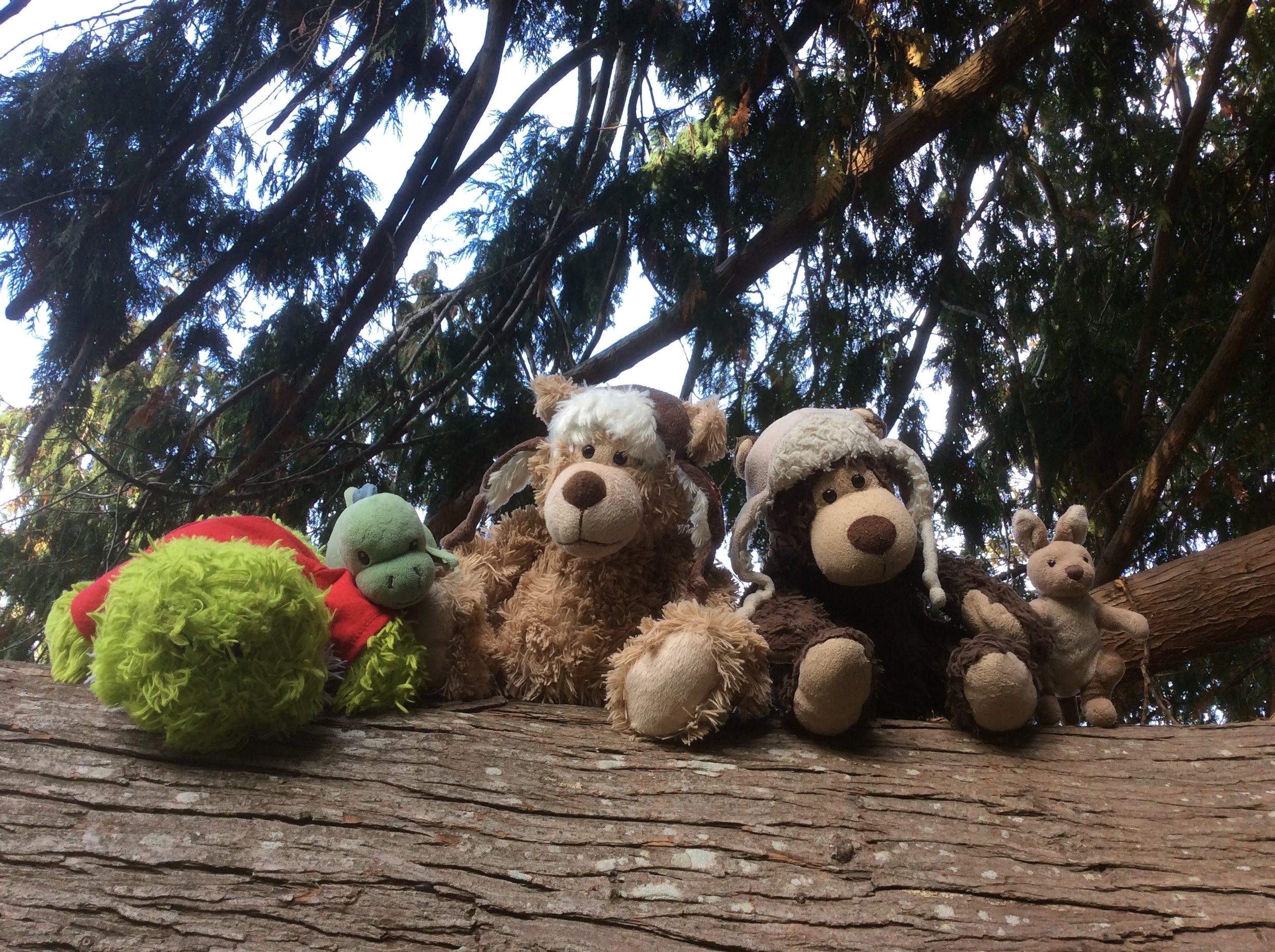 Fajita Has a Pool Party