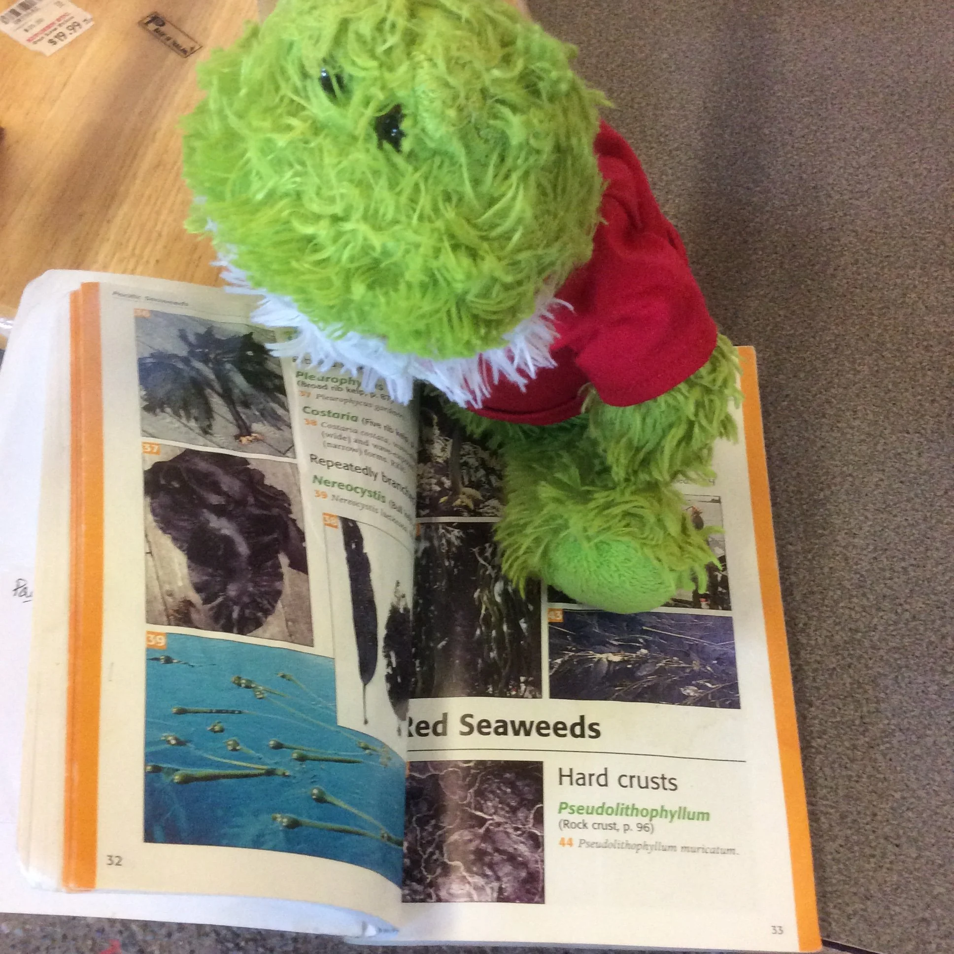 Froggy Goes to Outdoor School